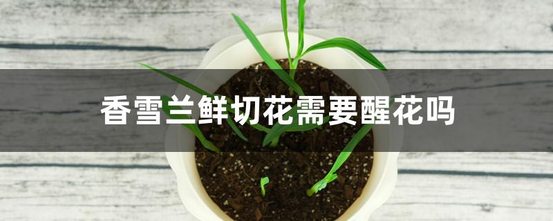 香雪兰鲜切花需要醒花吗 香雪兰鲜切花需要醒花吗