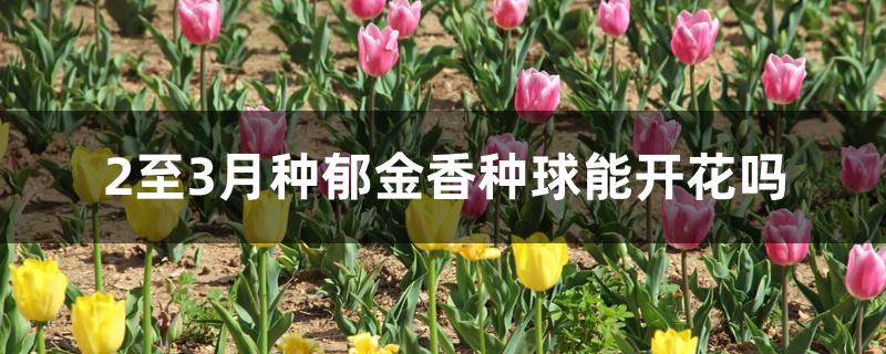 2至3月种郁金香种球能开花吗 2至3月种郁金香种球能开花吗