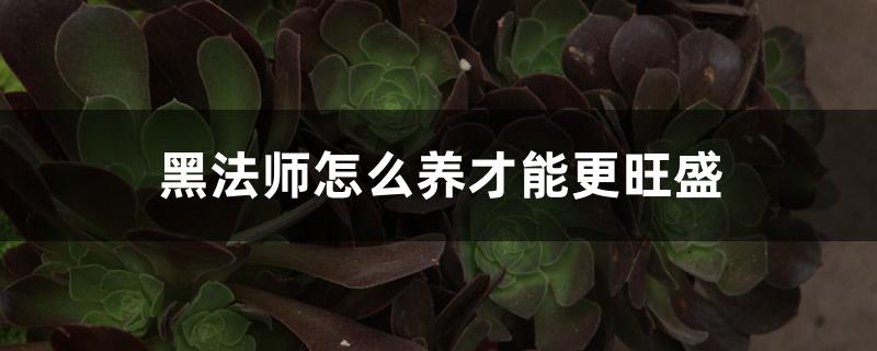 黑法师怎么养才能更旺盛 黑法师怎么养才能更旺盛