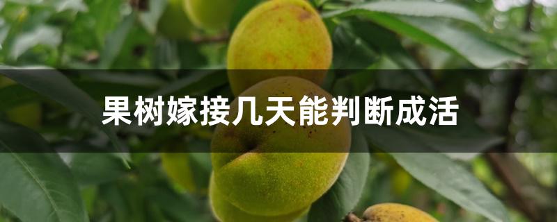 果树嫁接几天能判断成活 果树嫁接几天能判断成活