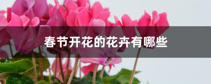 春节开花的花卉有哪些 春节开花的花卉有哪些