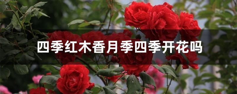 四季红木香月季四季开花吗 四季红木香月季四季开花吗