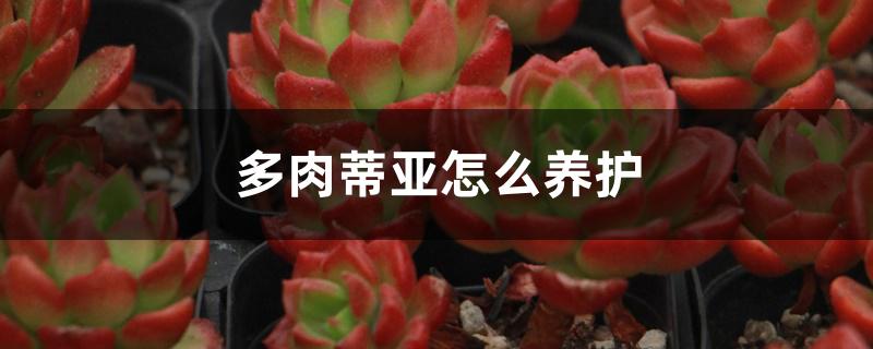 多肉蒂亚怎么养护 多肉蒂亚怎么养护
