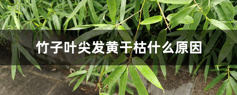 竹子叶尖发黄干枯什么原因 竹子叶尖发黄干枯什么原因
