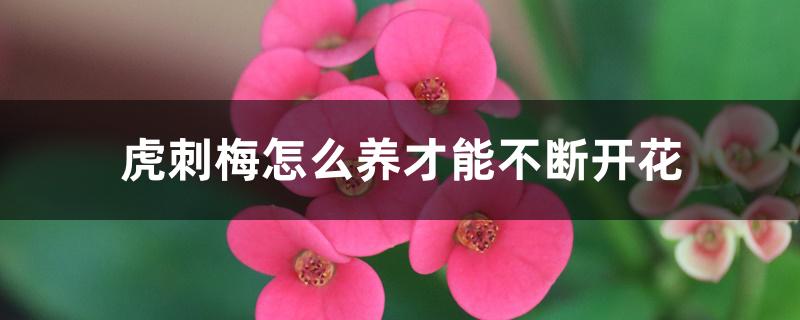 虎刺梅怎么养才能不断开花