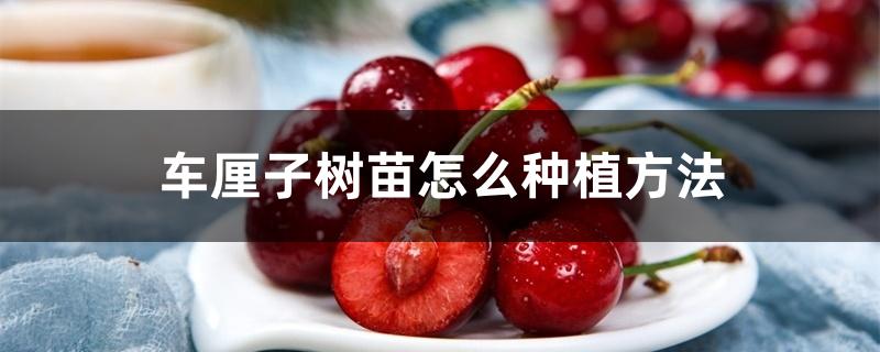车厘子树苗怎么种植方法 车厘子树苗怎么种植方法