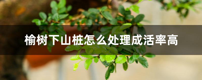 榆树下山桩怎么处理成活率高 榆树下山桩怎么处理成活率高