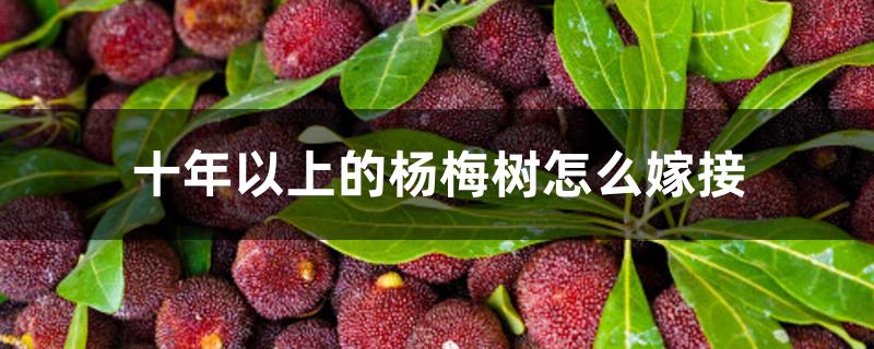 十年以上的杨梅树怎么嫁接 十年以上的杨梅树怎么嫁接