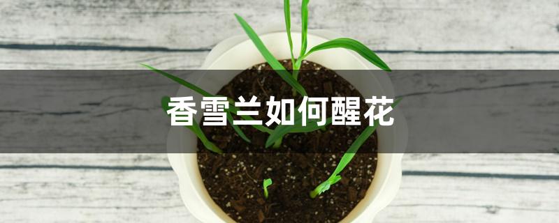 香雪兰如何醒花 香雪兰如何醒花