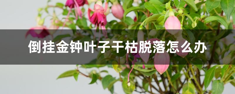 倒挂金钟叶子干枯脱落怎么办 倒挂金钟叶子干枯脱落怎么办