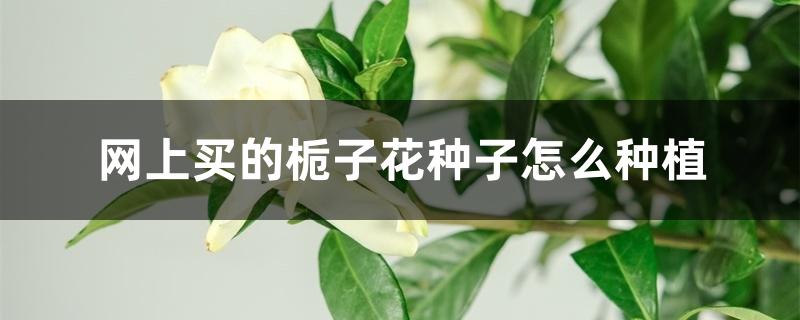 网上买的栀子花种子怎么种植 网上买的栀子花种子怎么种植