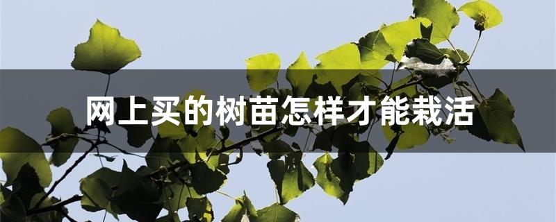 网上买的树苗怎样才能栽活 网上买的树苗怎样才能栽活