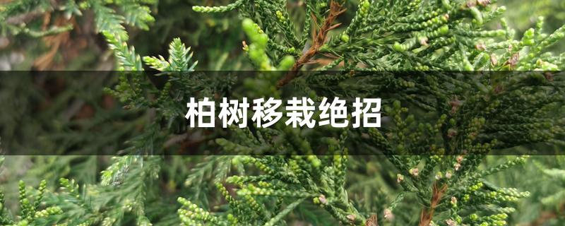 柏树移栽绝招 柏树移栽绝招