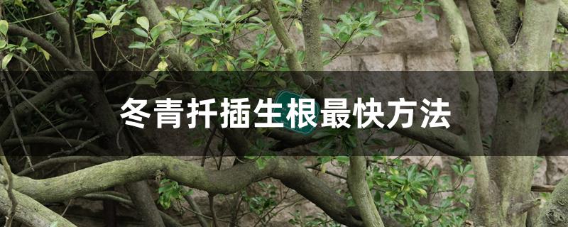 冬青扦插生根最快方法 冬青扦插生根最快方法
