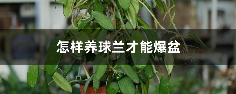 怎样养球兰才能爆盆 怎样养球兰才能爆盆