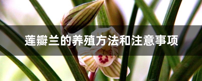 莲瓣兰的养殖方法和注意事项 莲瓣兰的养殖方法和注意事项
