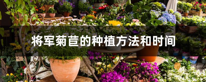 将军菊苣的种植方法和时间 将军菊苣的种植方法和时间