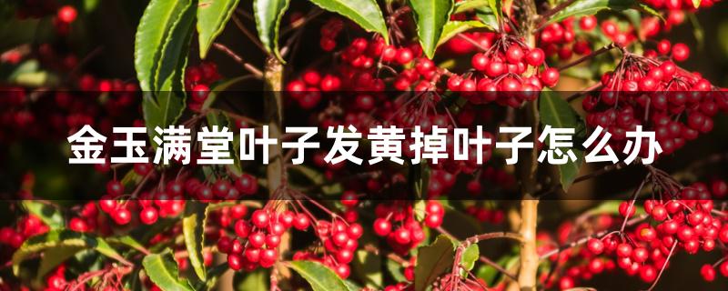 金玉满堂叶子发黄掉叶子怎么办 金玉满堂叶子发黄掉叶子怎么办