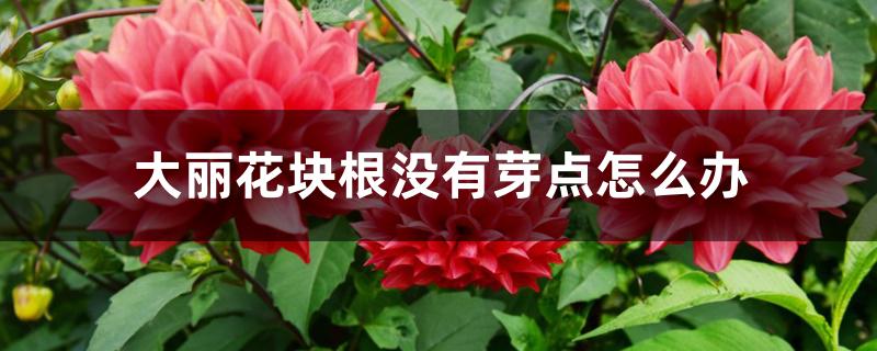 大丽花块根没有芽点怎么办 大丽花块根没有芽点怎么办