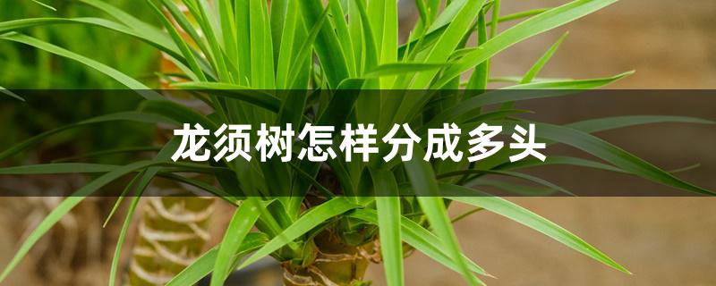 龙须树怎样分成多头 龙须树怎样分成多头