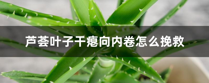 芦荟叶子干瘪向内卷怎么挽救 芦荟叶子干瘪向内卷怎么挽救