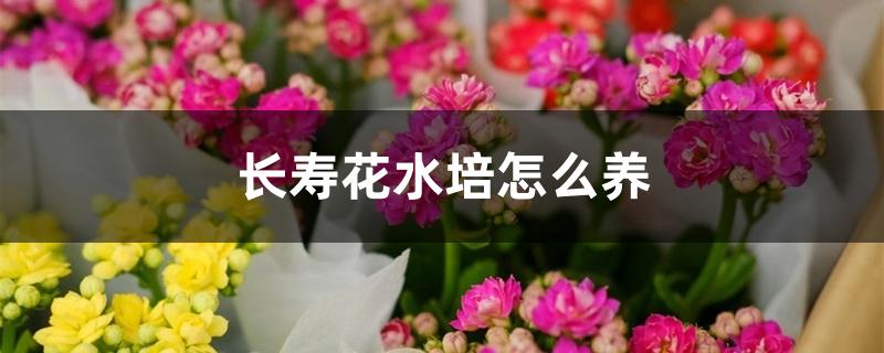 长寿花水培怎么养 长寿花水培怎么养