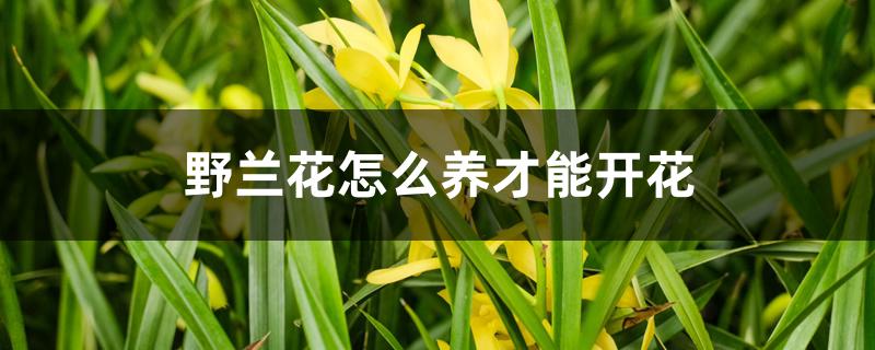 野兰花怎么养才能开花 野兰花怎么养才能开花