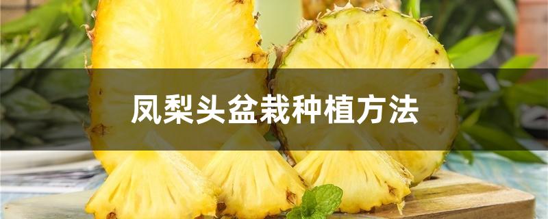 凤梨头盆栽种植方法 凤梨头盆栽种植方法