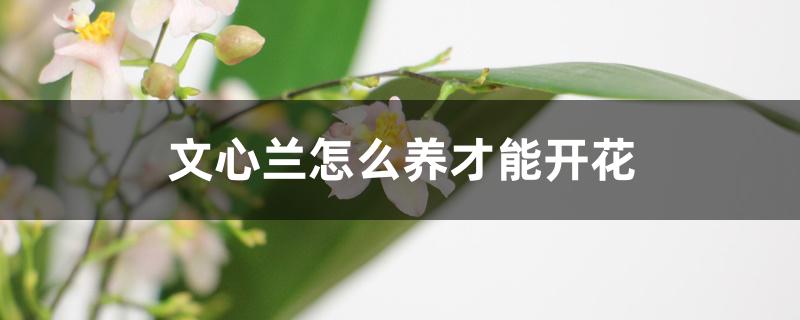 文心兰怎么养才能开花 文心兰怎么养才能开花
