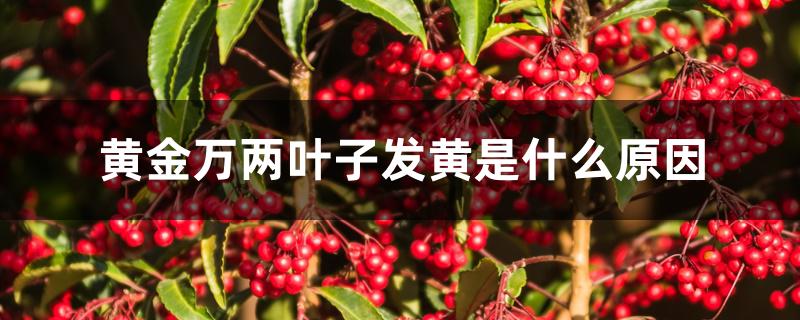 黄金万两叶子发黄是什么原因