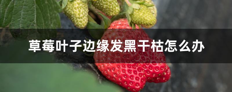 草莓叶子边缘发黑干枯怎么办 草莓叶子边缘发黑干枯怎么办