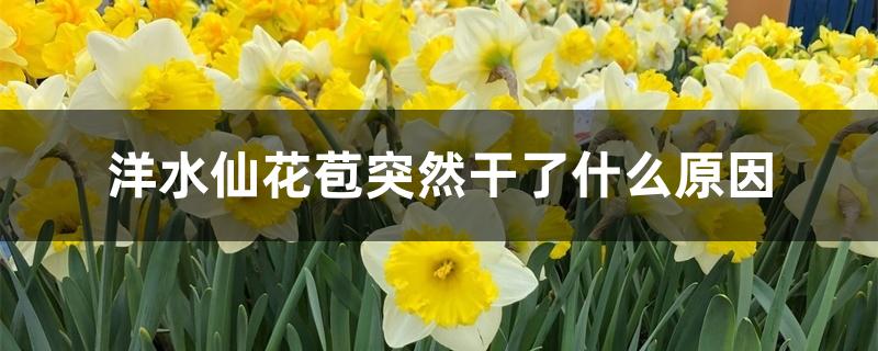 洋水仙花苞突然干了什么原因 洋水仙花苞突然干了什么原因