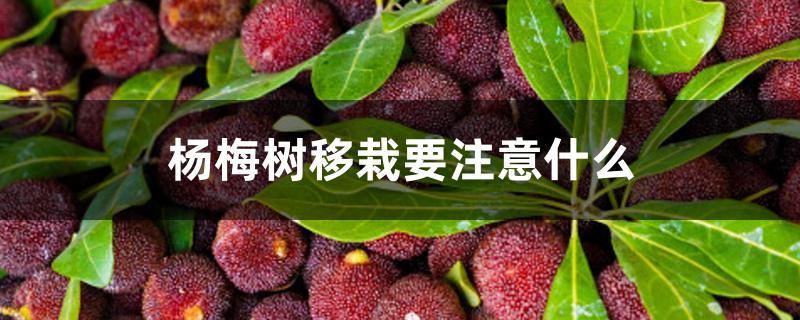 杨梅树移栽要注意什么 杨梅树移栽要注意什么