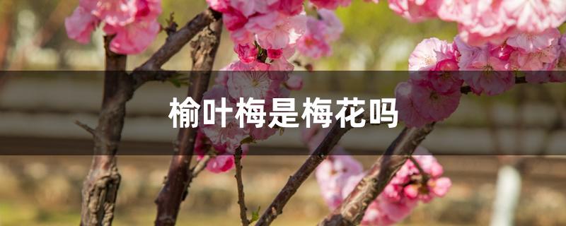 榆叶梅是梅花吗 榆叶梅是梅花吗