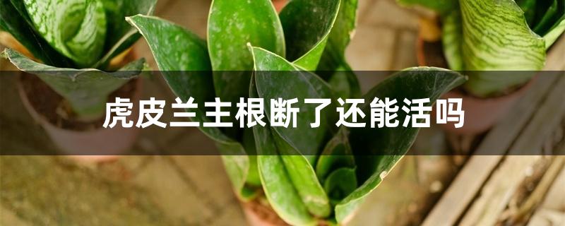 虎皮兰主根断了还能活吗 虎皮兰主根断了还能活吗