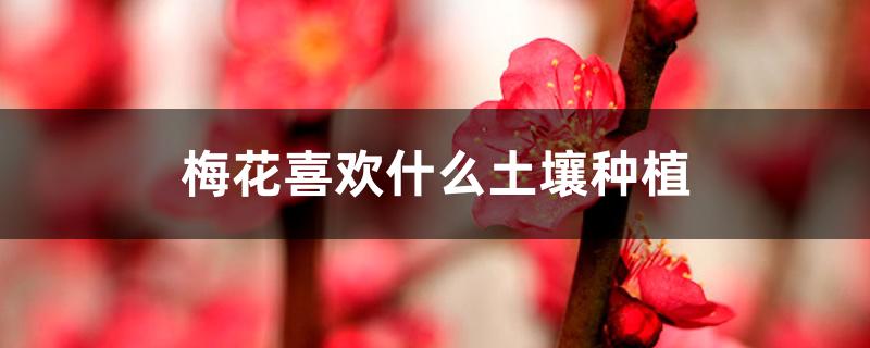梅花喜欢什么土壤种植 梅花喜欢什么土壤种植