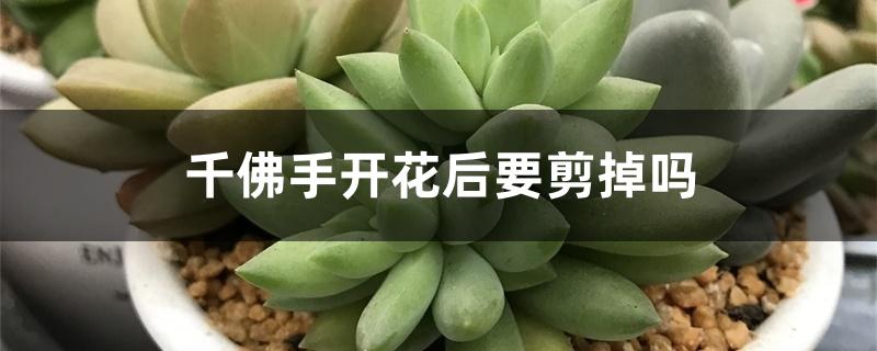 千佛手开花后要剪掉吗 千佛手开花后要剪掉吗