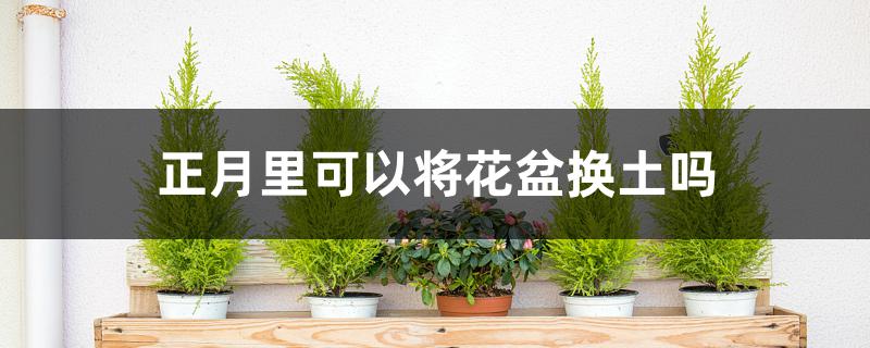 正月里可以将花盆换土吗 正月里可以将花盆换土吗