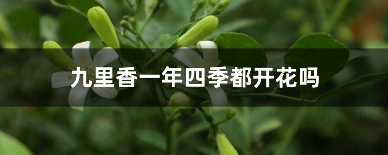 九里香一年四季都开花吗 九里香一年四季都开花吗