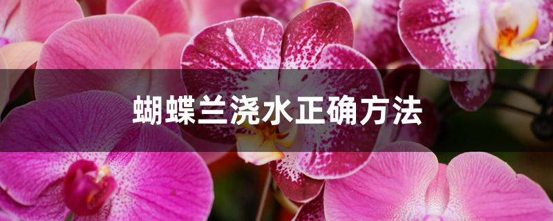 蝴蝶兰浇水正确方法 蝴蝶兰浇水正确方法