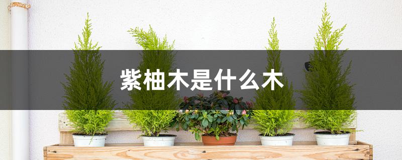 紫柚木是什么木 紫柚木是什么木