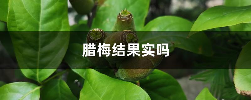 腊梅结果实吗 腊梅结果实吗