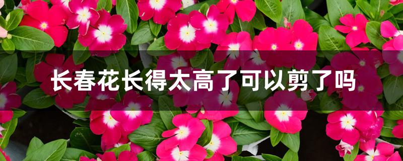 长春花长得太高了可以剪了吗 长春花长得太高了可以剪了吗