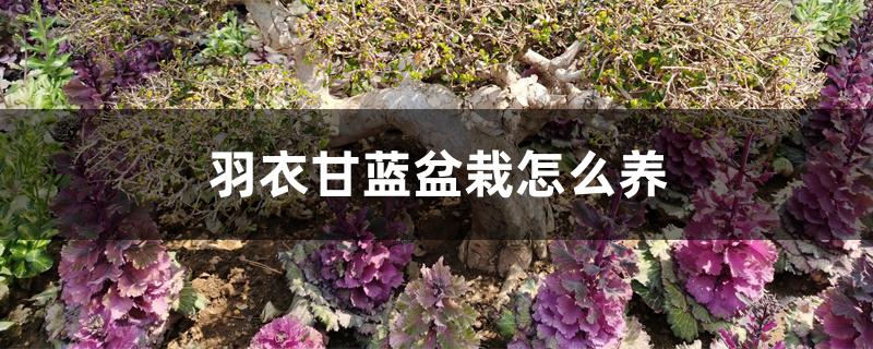 羽衣甘蓝盆栽怎么养 羽衣甘蓝盆栽怎么养