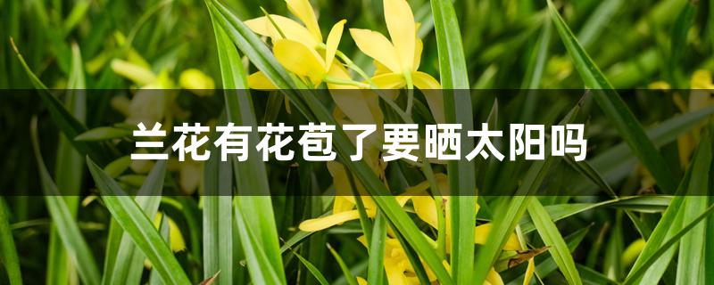 兰花有花苞了要晒太阳吗 兰花有花苞了要晒太阳吗