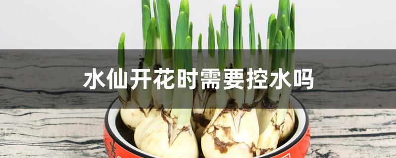 水仙开花时需要控水吗 水仙开花时需要控水吗