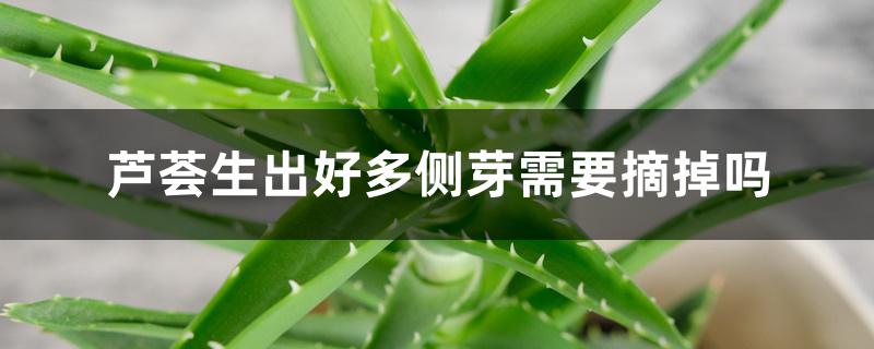 芦荟生出好多侧芽需要摘掉吗 芦荟生出好多侧芽需要摘掉吗
