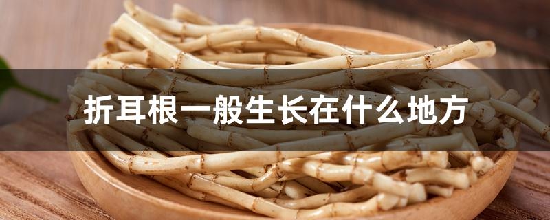 折耳根一般生长在什么地方 折耳根一般生长在什么地方