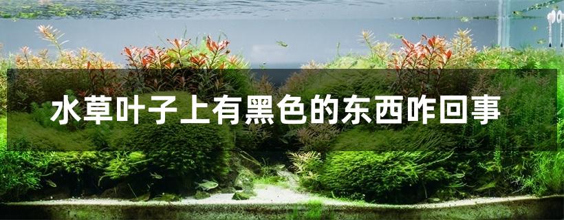 水草叶子上有黑色的东西咋回事 水草叶子上有黑色的东西咋回事