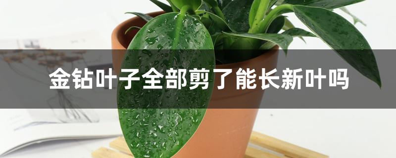 金钻叶子全部剪了能长新叶吗 金钻叶子全部剪了能长新叶吗